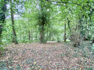 Woodland- click for photo gallery
